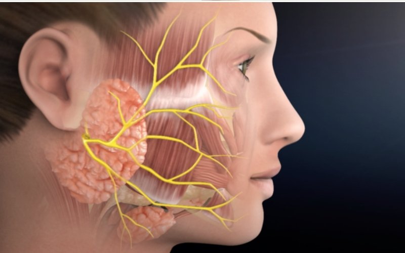 Salivary Gland and Parotid Surgery slider